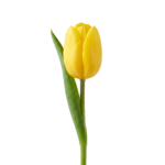 Yellow Tulip Flower Isolated on Transparent Background