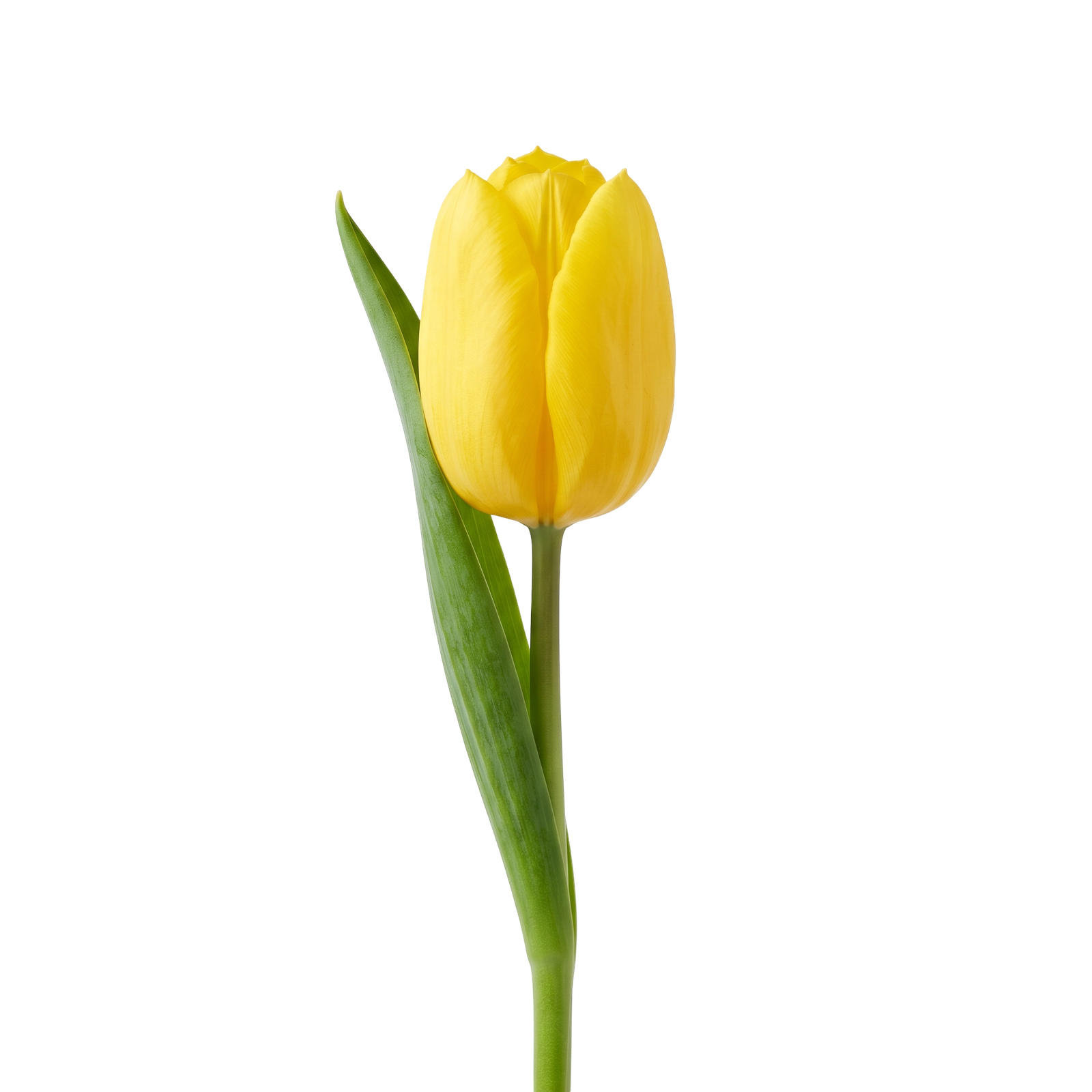 Yellow Tulip Flower Isolated on Transparent Background